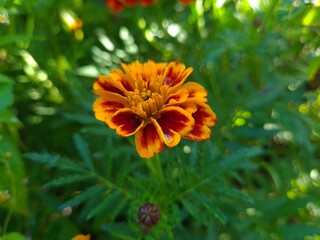 Vibrant Orange Marigolds in Full Bloom
