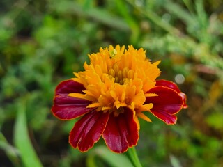 Vibrant Orange Marigolds in Full Bloom
