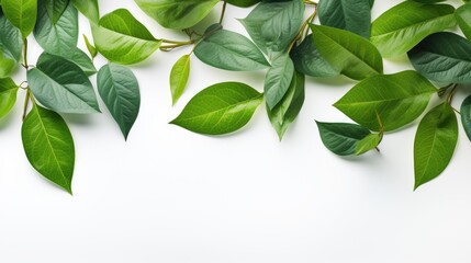 Obraz premium Fresh green leaves scattered on white background