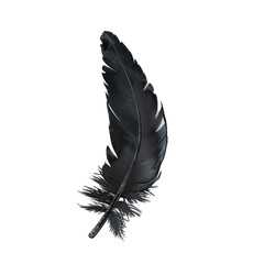 black feather on white background render ultra realistic 