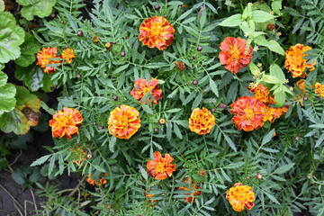 Vibrant Orange Marigolds in Full Bloom
