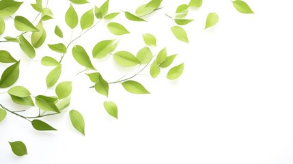Obraz premium Fresh green leaves scattered on white background