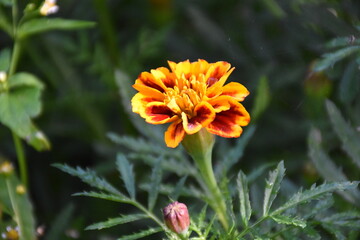 Vibrant Orange Marigolds in Full Bloom
