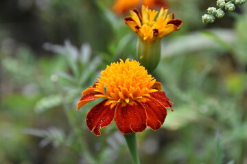 Vibrant Orange Marigolds in Full Bloom
