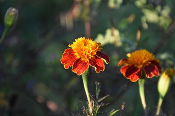 Vibrant Orange Marigolds in Full Bloom
