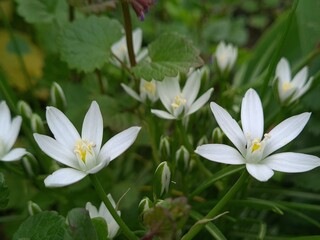 Starry Elegance: Ornithogalum umbellatum in Full Bloom
