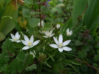 Starry Elegance: Ornithogalum umbellatum in Full Bloom
