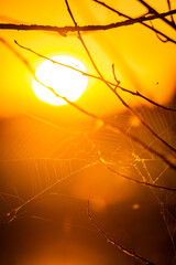 Summer morning on lake , reed on the lake . Red sky and red sun , reed on the beach .Trees and grass , morning nature . Sunrise over the lake and forest , reflections on the water , sun reflection. 