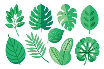 Fototapeta premium Collection of Various Green Tropical Leaves