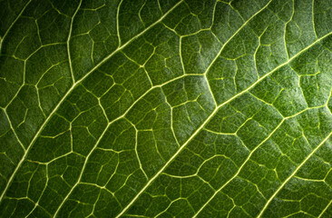 Background pattern of green tree leaf. Macro shot.