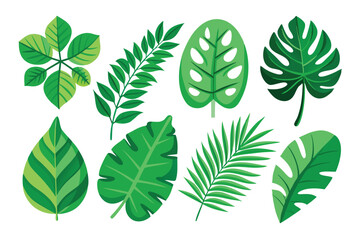 Collection of Green Tropical Leaves Isolated on White Background