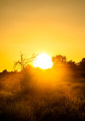 Sunrise over the river , trees and grass , golden hour in forest , summer morning . Sun over the woods , trees on the beach . Golden sun . Fog on a river . Morning landscape 