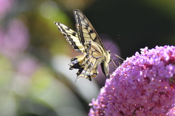 Schwalbenschwanz Schmetterling