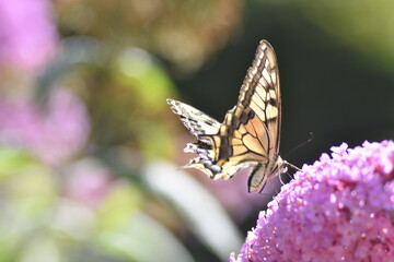 Schwalbenschwanz Schmetterling