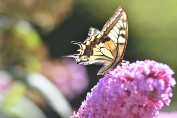 Schwalbenschwanz Schmetterling