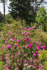 Bush rose with magenta flowers. Exquisite varieties of roses in the rose garden