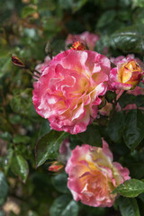 Rose Pillnitz. Exquisite varieties of roses in the rose garden. Close up