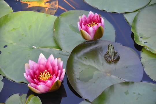 Frosch auf einer Seerose 