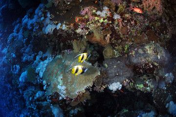 Diving is underwater swimming with special equipment. In English, where the word is taken from, the...