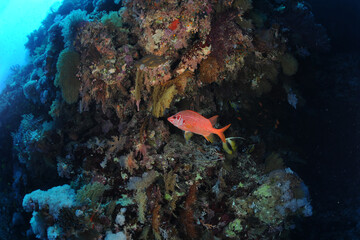 Diving is underwater swimming with special equipment. In English, where the word is taken from, the...
