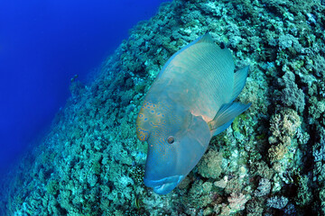 Diving is underwater swimming with special equipment. In English, where the word is taken from, the...