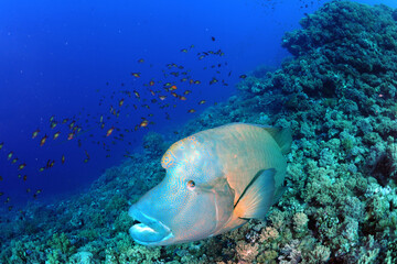 Diving is underwater swimming with special equipment. In English, where the word is taken from, the...
