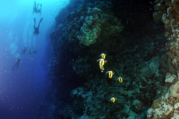 Diving is underwater swimming with special equipment. In English, where the word is taken from, the...