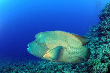 Diving is underwater swimming with special equipment. In English, where the word is taken from, the English word diving simply means 