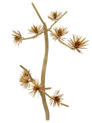 Fototapeta premium 3D rendered illustration of golden branches/flora isolated on transparent background