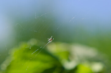 Spider on the web