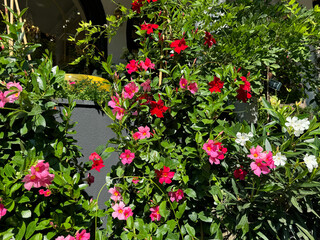 Mandevilla sanderi dipladenia red and pink blossom 