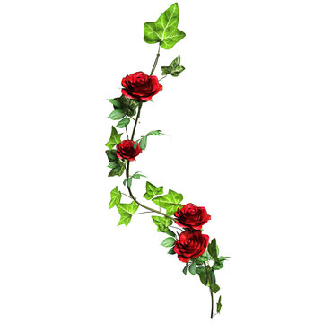 3D rendered ivy illustration with red roses isolated on transparent background
