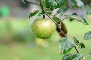  Ein einzelner Apfel mit Wassertropfen hängt an einem Zweig mit grünen Blättern
