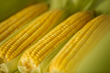Ripe corn cobs