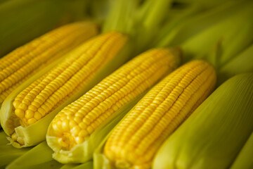 Ripe corn cobs
