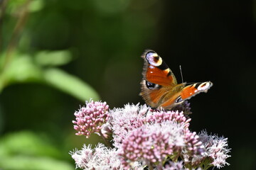 Schmetterling Tagpfauenauge