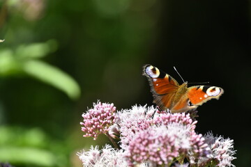Schmetterling Tagpfauenauge