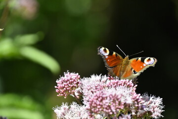 Schmetterling Tagpfauenauge