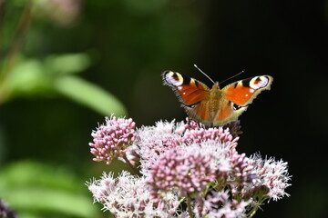 Schmetterling Tagpfauenauge