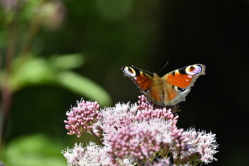 Schmetterling Tagpfauenauge