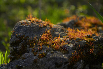 Close-up of orange moss on stone. Beautiful orange moss grows on stone