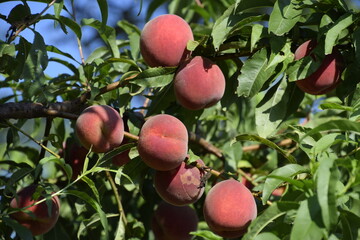 Bright red peach fruits on branches of the tree.