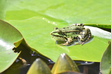 grüner Teichfrosch 
