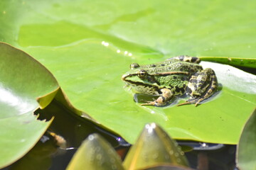 grüner Teichfrosch 