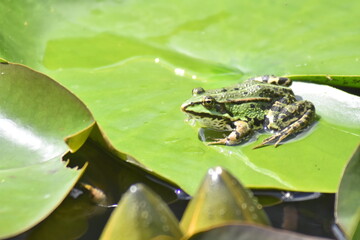 grüner Teichfrosch 