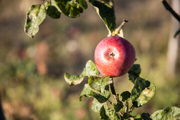 Red apples on a tree. Autumn harvest of apples. Warm evening light. Ripe apples on a tree branch