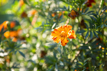 Autumn marigold flowers. Bright colors of autumn. Colored flowers. Orange flowers in the garden. Fall floral background