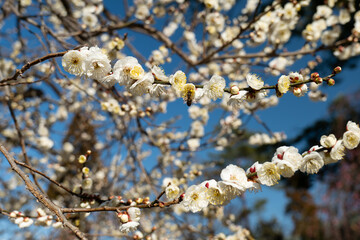 京都, 北野天満宮, 梅花、神社、梅花祭、白色、木、青空