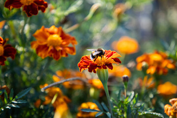 Bumblebee on flower. Autumn marigold flowers. Bright colors of autumn. Colored flowers. Orange flowers in the garden. Fall floral background