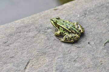 grüner Teichfrosch 